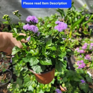 Ageratum Houstonianum Monarch Magic Starter Plant 4