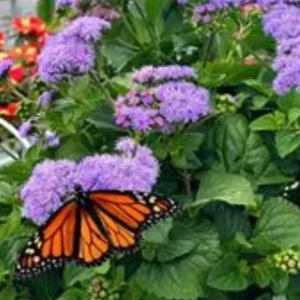 Ageratum Houstonianum Monarch Magic Starter Plant 4