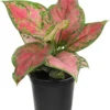 Aglaonema Zircon Plant - Rooted Low Light Houseplant - 3 Inch Pot