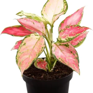 Aglaonema Zircon Plant - Rooted Low Light Houseplant - 3 Inch Pot