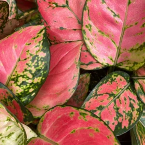 Aglaonema Zircon Plant - Rooted Low Light Houseplant - 3 Inch Pot