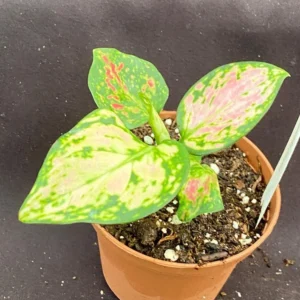 Aglaonema Zircon Plant - Rooted Low Light Houseplant - 3 Inch Pot