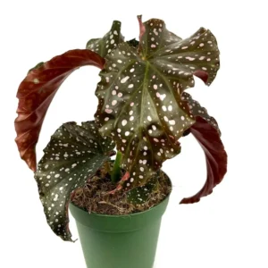 Air Purifying Begonia Cracklin Rosie Pink Spotted House Plant 4" Pot