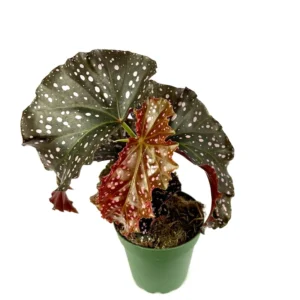 Air Purifying Begonia Cracklin Rosie Pink Spotted House Plant 4