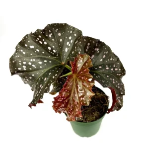 Air Purifying Begonia Cracklin Rosie Pink Spotted House Plant 4