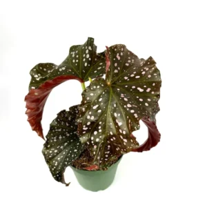 Air Purifying Begonia Cracklin Rosie Pink Spotted House Plant 4
