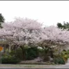 Akebono Flowering Cherry Tree - Pink Cherry Blossom Tree 6-12 Inch - 2.5" Pot