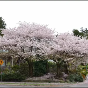 Akebono Flowering Cherry Tree - Pink Cherry Blossom Tree 6-12 Inch - 2.5