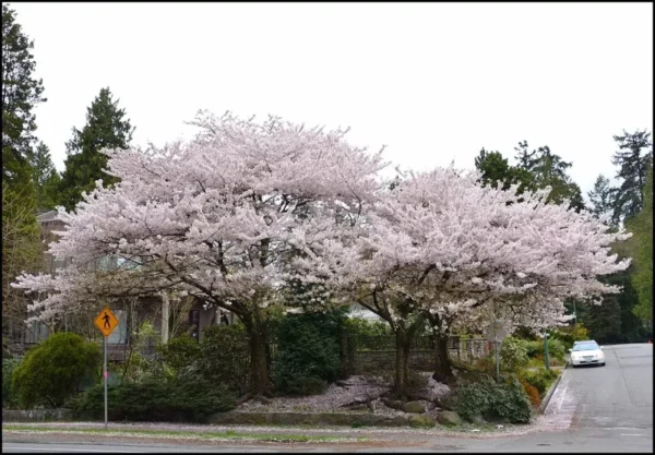 Akebono Flowering Cherry Tree - Pink Cherry Blossom Tree 6-12 Inch - 2.5" Pot