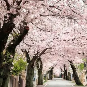 Akebono Flowering Cherry Tree - Pink Cherry Blossom Tree 6-12 Inch - 2.5" Pot