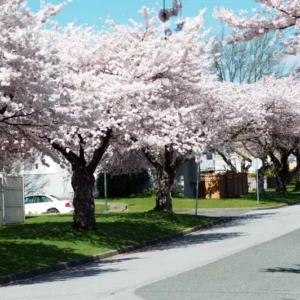 Akebono Flowering Cherry Tree - Pink Cherry Blossom Tree 6-12 Inch - 2.5