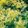 Alchemilla Thriller Lady's Mantle Plant Plug - Old Fashioned Perennial Flower