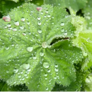 Alchemilla Thriller Lady's Mantle Plant Plug - Old Fashioned Perennial Flower
