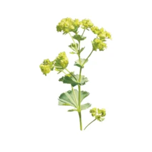 Alchemilla Thriller Lady's Mantle Plant Plug - Old Fashioned Perennial Flower