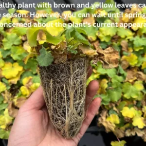 Alchemilla Thriller Lady's Mantle Plant Plug - Old Fashioned Perennial Flower