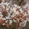 Allegheny Serviceberry Tree Amelanchier Laevis Plant 6-12 inch Tall