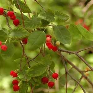 Allegheny Serviceberry Tree Amelanchier Laevis Plant 6-12 inch Tall