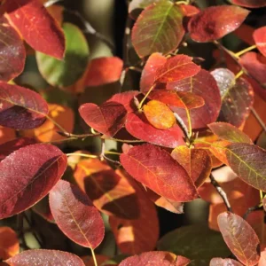 Allegheny Serviceberry Tree Amelanchier Laevis Plant 6-12 inch Tall