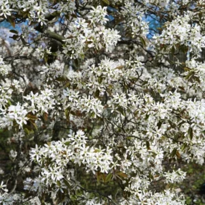 Allegheny Serviceberry Tree Amelanchier Laevis Plant 6-12 inch Tall