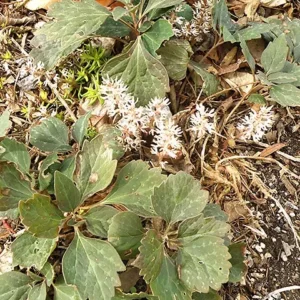 Allegheny Spurge Pachysandra Procumbens - 5 Roots Flowering Groundcover