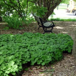 Allegheny Spurge Pachysandra Procumbens - 5 Roots Flowering Groundcover