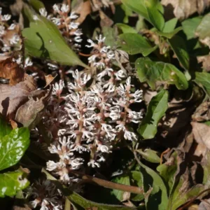 Allegheny Spurge Pachysandra Procumbens - 5 Roots Flowering Groundcover