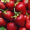Allstar Junebearing Strawberry Plant - 50 Pack Perennial Fruit Plants