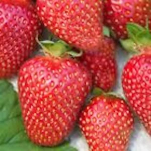 Allstar Junebearing Strawberry Plant - 50 Pack Perennial Fruit Plants