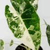 Alocasia Frydek Variegated Rooted Plant - 3" Pot - Rare Tropical Houseplant