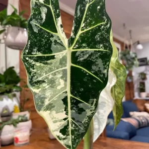 Alocasia Frydek Variegated Rooted Plant - 3" Pot - Rare Tropical Houseplant