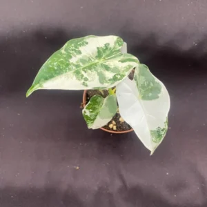 Alocasia Frydek Variegated Rooted Plant - 3