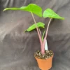 Alocasia Imperial Red Plant - Large Elephant Ear with Red Stem - 3 Inch Pot Rooted Plant