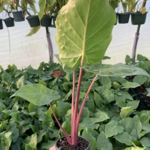 Alocasia Imperial Red Plant - Large Elephant Ear with Red Stem - 3 Inch Pot Rooted Plant