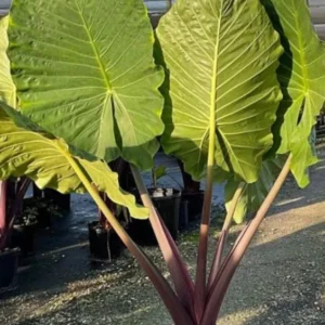 Alocasia Imperial Red Plant - Large Elephant Ear with Red Stem - 3 Inch Pot Rooted Plant