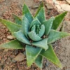 Aloe Brevifolia Short Leaf Aloe Succulent Plant - 4 Inch Pot