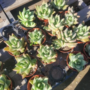 Aloe Brevifolia Short Leaf Aloe Succulent Plant - 4 Inch Pot