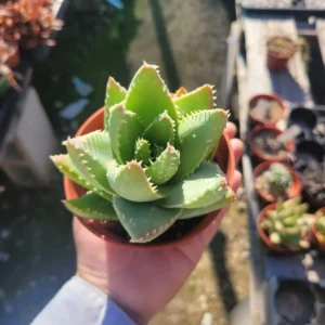 Aloe Brevifolia Short Leaf Aloe Succulent Plant - 4 Inch Pot