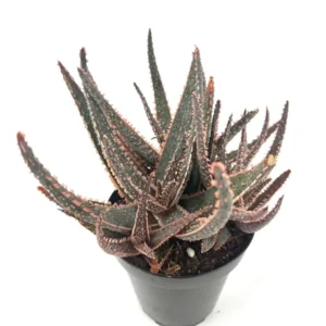 Aloe Purple Haze Cluster Rare Succulent 3.5