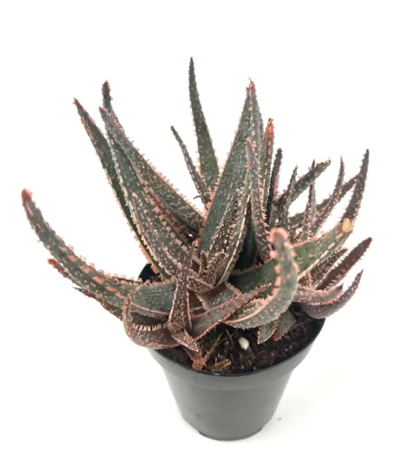 Aloe Purple Haze Cluster Rare Succulent 3.5" Pot Unique Colors