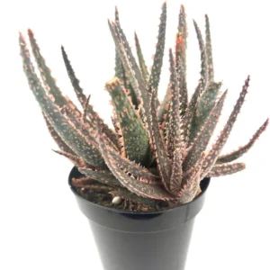 Aloe Purple Haze Cluster Rare Succulent 3.5" Pot Unique Colors