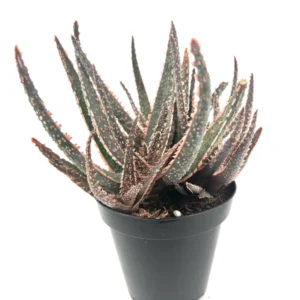 Aloe Purple Haze Cluster Rare Succulent 3.5