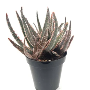 Aloe Purple Haze Cluster Rare Succulent 3.5