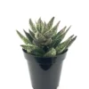 Aloe Tarantula Rare Cultivar - 3.5" Potted Plant - Unique Succulent