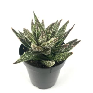 Aloe Tarantula Rare Cultivar - 3.5" Potted Plant - Unique Succulent