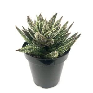 Aloe Tarantula Rare Cultivar - 3.5