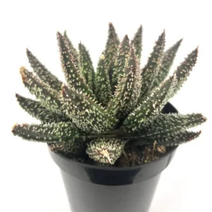 Aloe Tarantula Rare Cultivar - 3.5