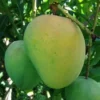 Alphonso Mango Tree - Grafted Plant in 3 Gallon Pot