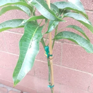 Alphonso Mango Tree - Grafted Plant in 3 Gallon Pot