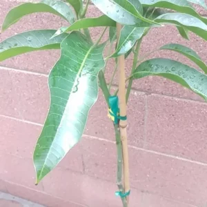 Alphonso Mango Tree - Grafted Plant in 3 Gallon Pot