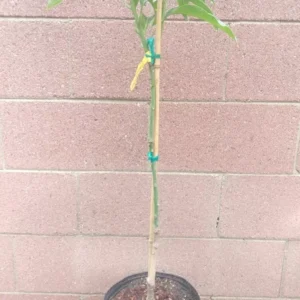 Alphonso Mango Tree - Grafted Plant in 3 Gallon Pot